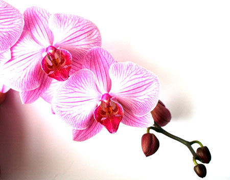 jks-orchids.jpg